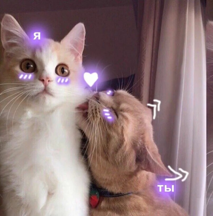 Парные фото котиков Pin by страстные пикчи on Котики Cute animal memes, Cute baby cats, Cute love me
