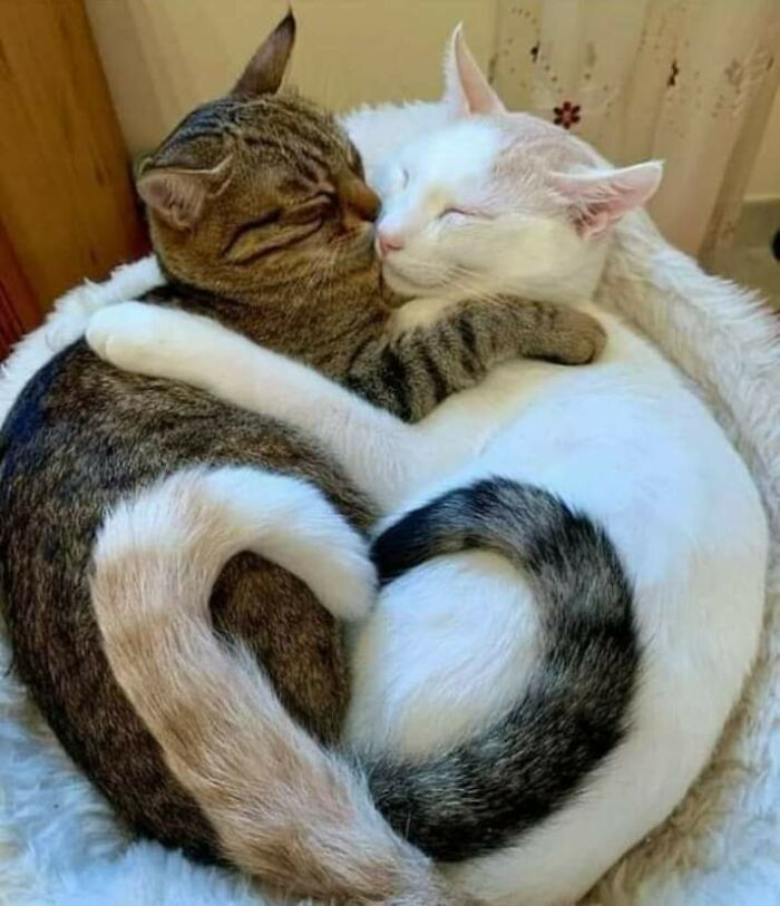 Парные фото котят Две кошки, одно сердце. Komik hayvan esprileri, Şirin hayvanlar, Komik kedi yavr
