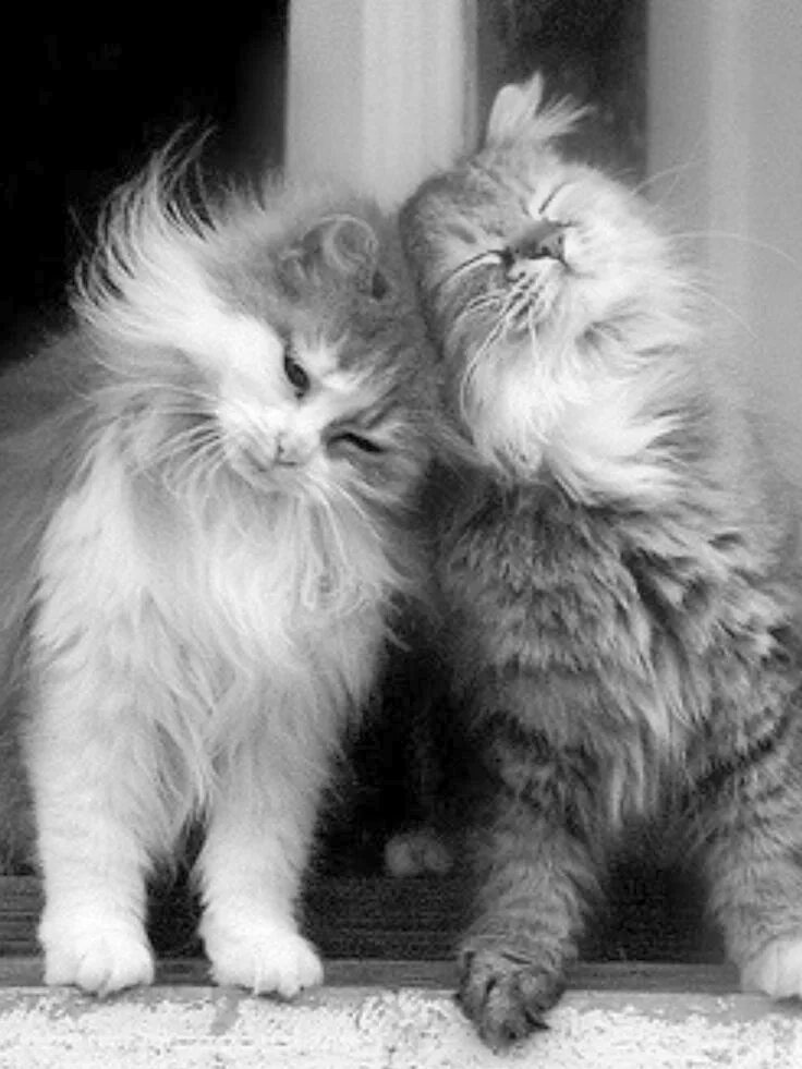 Парные фото котят Cute Cats Eating little Cute Pictures Of Animals To Draw Step By Step one Cute K