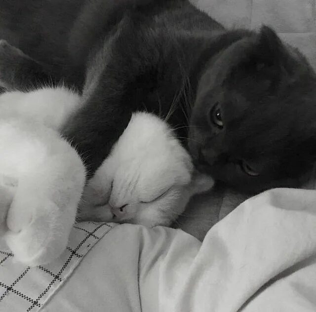 Парные фото котят Пин на доске Kpop Милые котики, Котята, Кошачьи