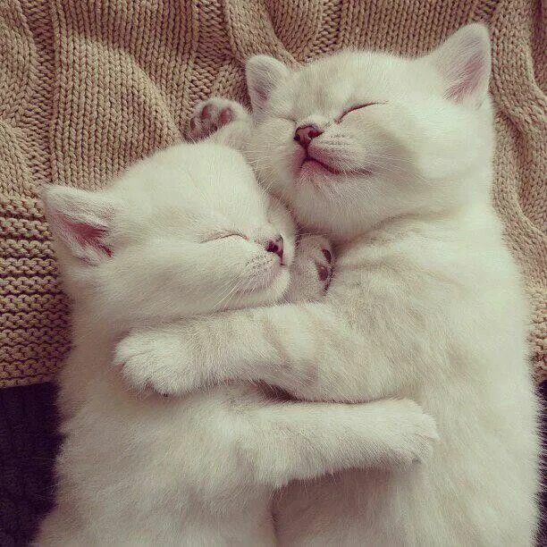 Парные фото котят Good night"!!! Animals Cats, Cute cats, Cats, kittens
