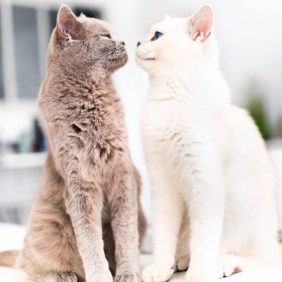 Парные фото котят If you have learned not to be offended, it means that you have learned to look i
