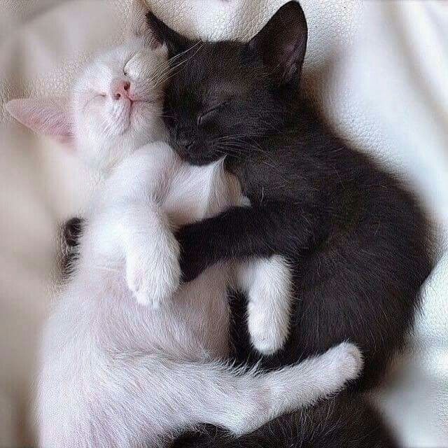 Парные фото котят Pin by Tanya Nikolaevskaya on cat for S Cute cats, Pretty cats, Cats