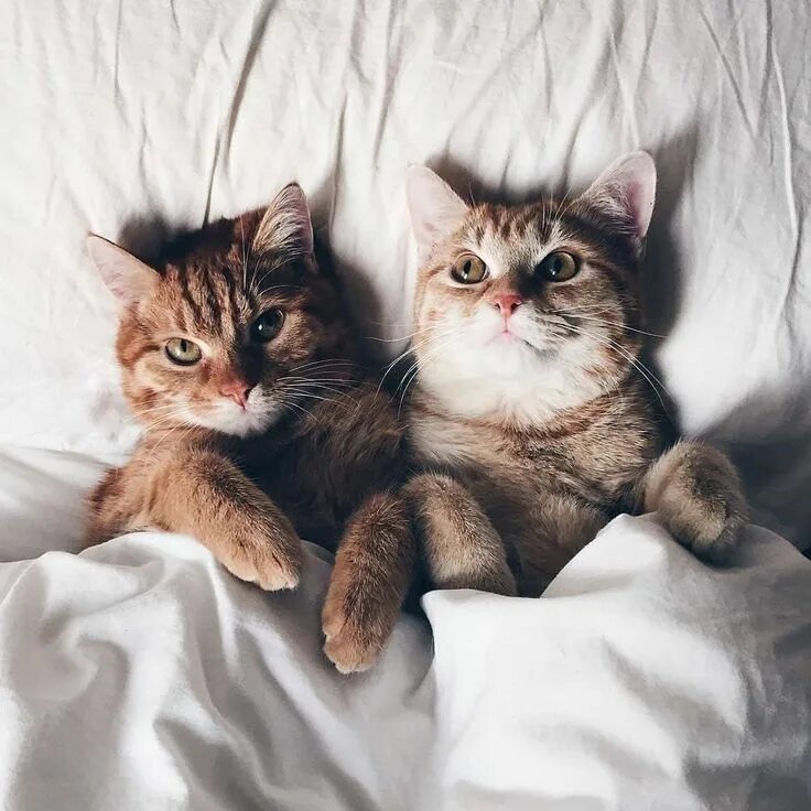 Парные фото котят 11:11 on Twitter Cute cats, Cats, Cat aesthetic