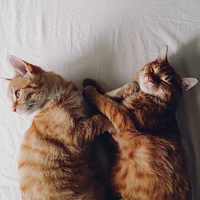 Парные фото котят Без кота и жизнь не та ツ Mèo dễ thương, Mèo tabby, Động vật dễ thương nhất