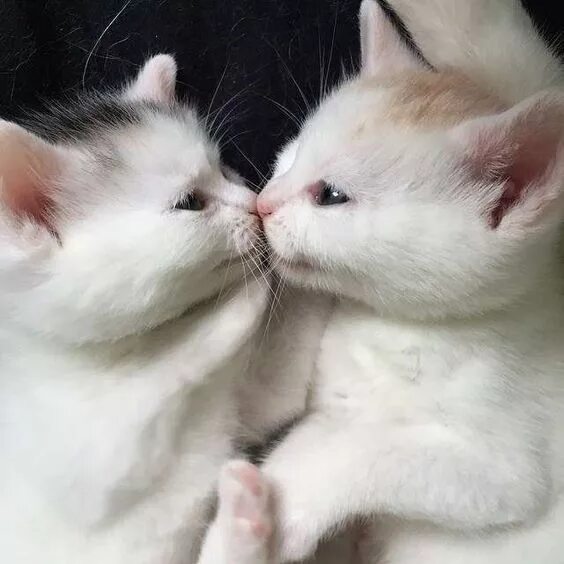 Парные фото котят 15 Cats Giving Out Kisses This Valentines Day Cute cats, Animals kissing, Cute c