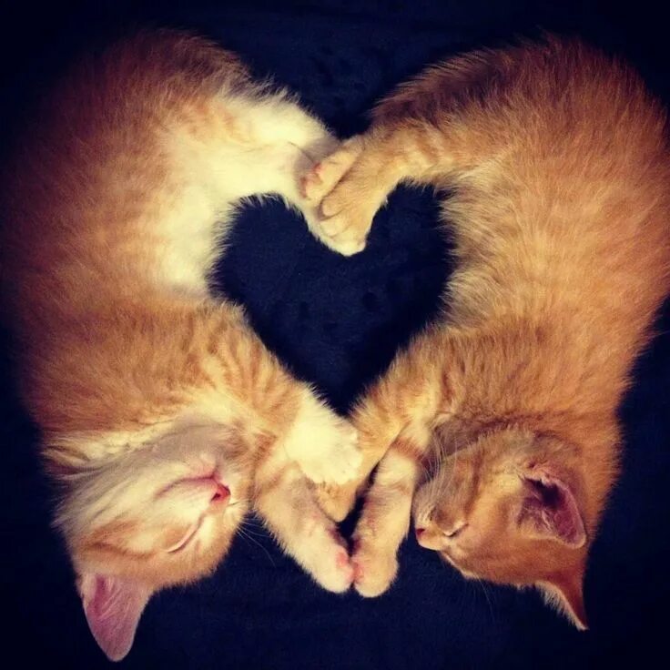Парные фото на аву для подруг котики Pin by Patty Stafford on Love Cute cats, Baby animals, Cats
