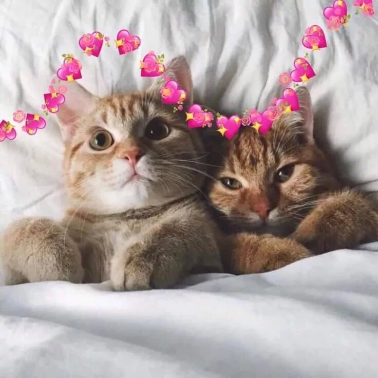 Парные фото на аву для подруг котики Pin on Boss Cat lovers, Kitty, Reaction pictures