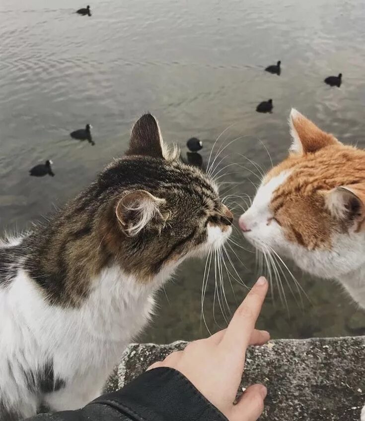 Парные фото на аву для подруг котики love panosundaki Pin Sevimli kediler, Evcil hayvan, Sevimli hayvan yavruları