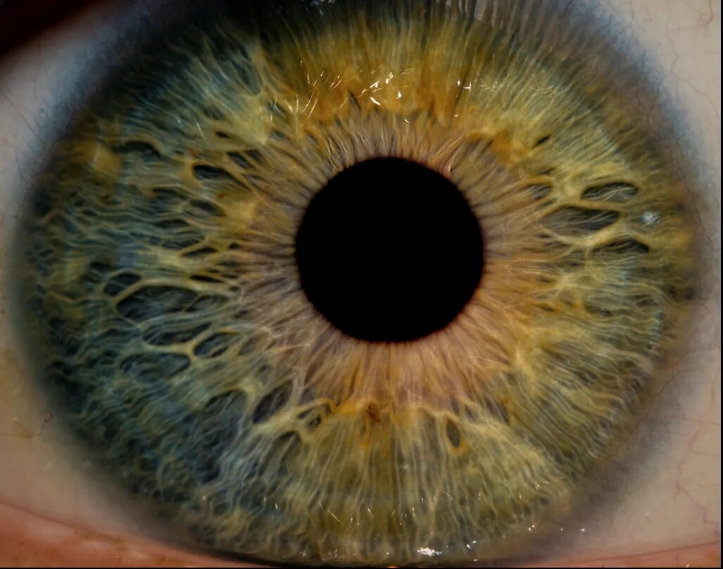 Парные фото радужки глаза Eye Macro - Iris Detail by Nick Fedele, Flicker Macro photography, Eye photograp