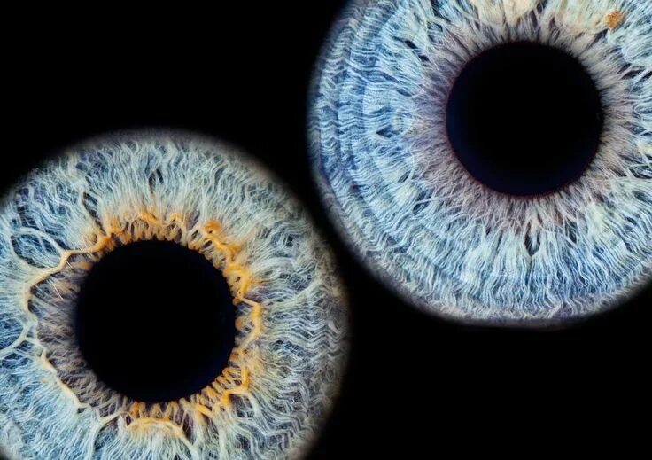 Парные фото радужки глаза Iris Eyes Eye - Free photo on Pixabay Iris, Iridology, Eye photography