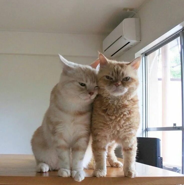 Парные фото с котиками Стена #sleepingcat в 2020 г (с изображениями) Милые котики, Животные, Котята