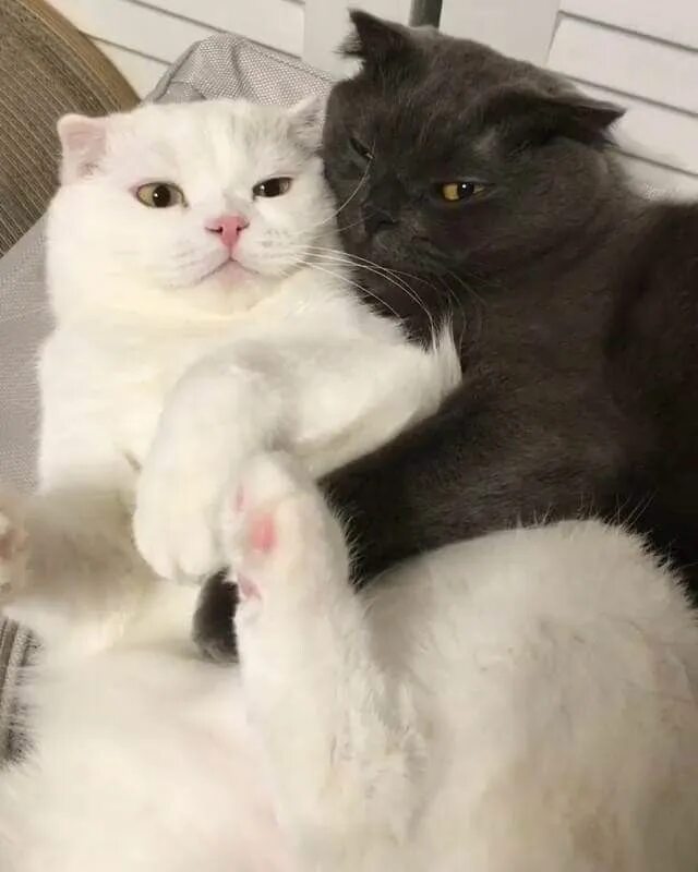 Парные фото с котиками Pin de Kathy Sliskevics Maloney em Felines Gatos bonitos, Gatos loucos, Amor de 