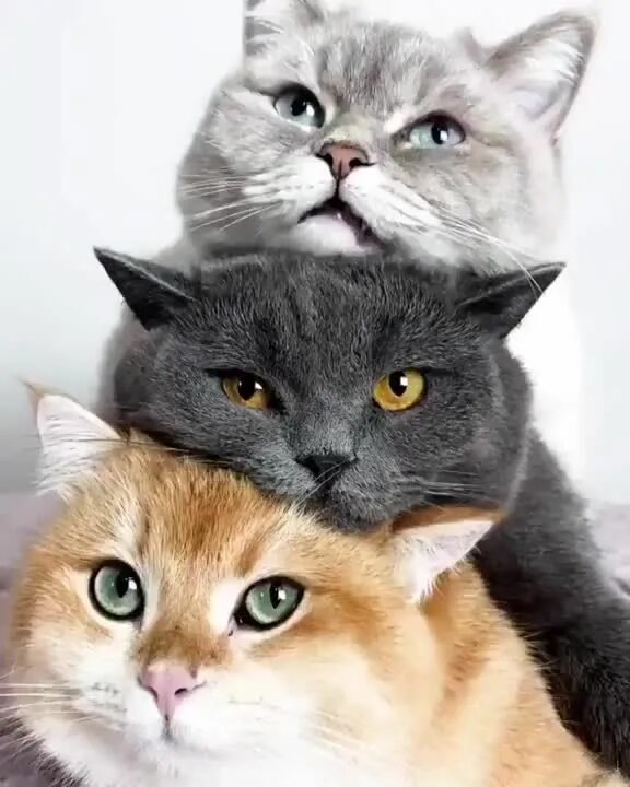 Парные фото с котиками Pin on pets