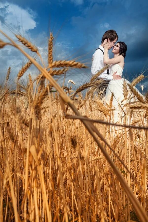 Парные фото в поле 1,838 Wedding на поле пшеницы стоковые фото - бесплатные и стоковые фото RF от D