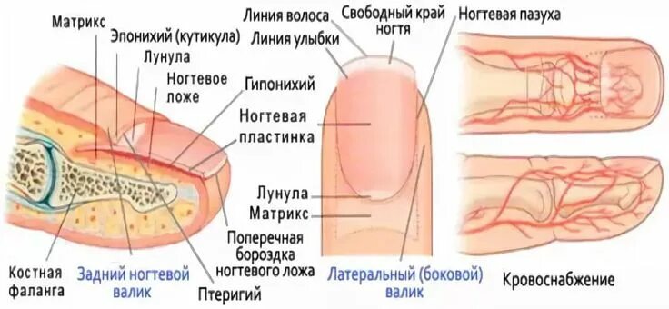 Паронихия ногтя фото птеригий что это такое: 12 тыс изображений найдено в Яндекс.Картинках Учебник по