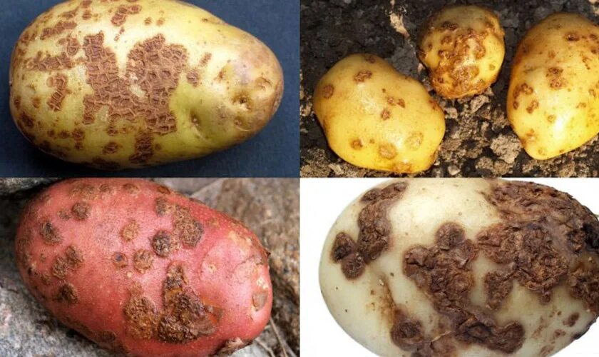 Парша картофеля фото описание Дырявая картошка: главные враги клубней и способы борьбы с ними