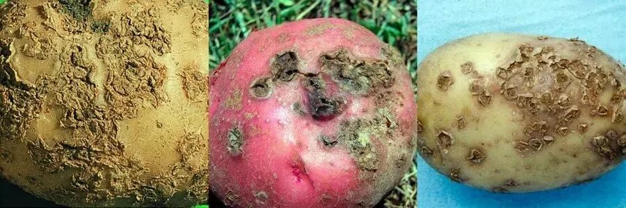 Парша картофеля фото описание Болезни кольцевая гниль. Кольцевая гниль Условия заражения картофеля