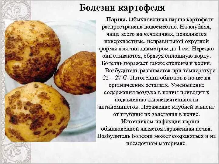 Парша картофеля фото описание Парша картофеля: описание и лечение, эффективные меры борьбы с ризокнониозом, фо