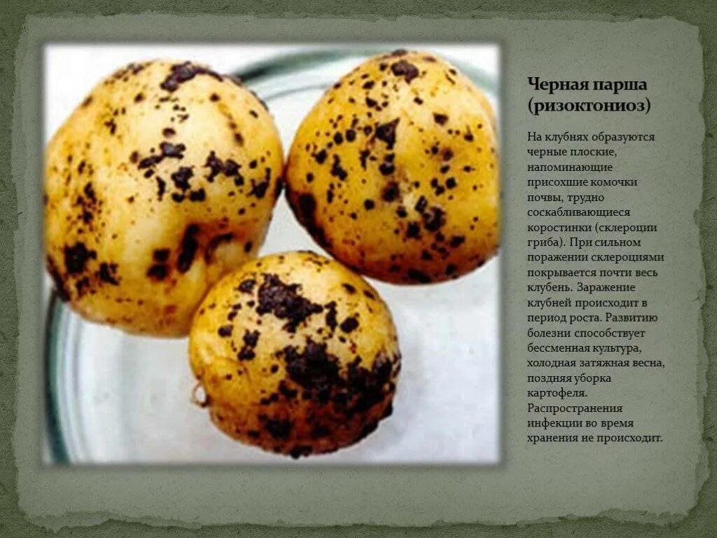 Парша картофеля фото описание Парша картофеля фото описание и лечение