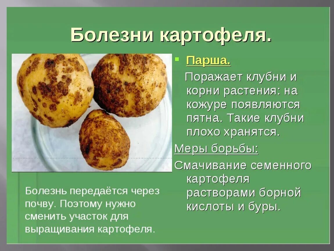 Парша картофеля фото описание Презентация по Сельскохозяйственному труду: "Уборка картофеля" 5 класс.