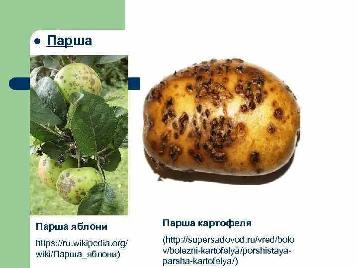 Парша картофеля фото описание Парша на картофеле как лечить землю фото - Arhids.ru