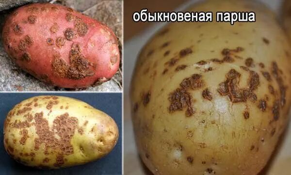 Парша картофеля фото описание Выкопали много больного картофеля? Как избежать этого в новом сезоне: готовим уч
