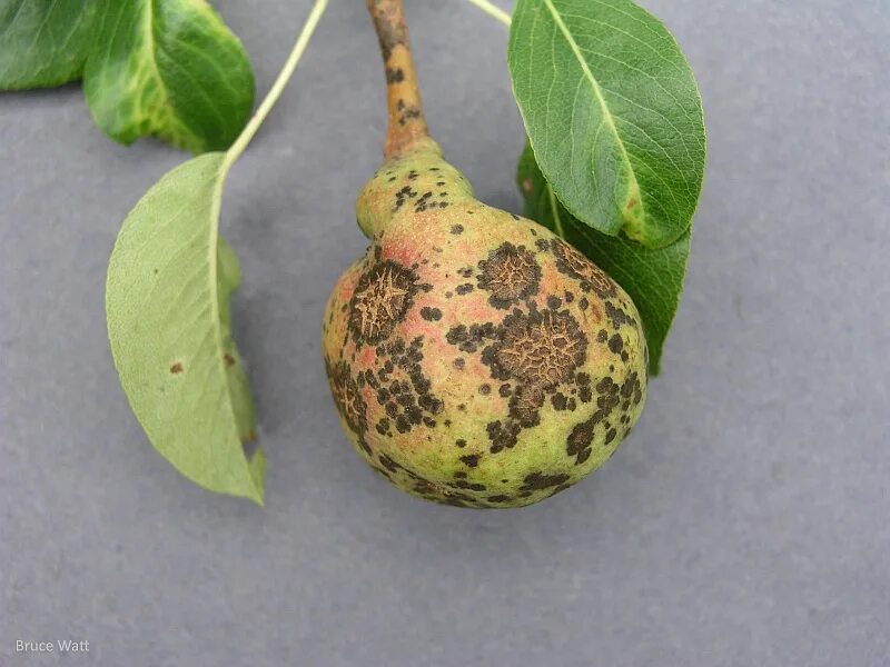 Парша на груше фото Pear - Scab - Cooperative Extension: Insect Pests, Ticks and Plant Diseases - Un