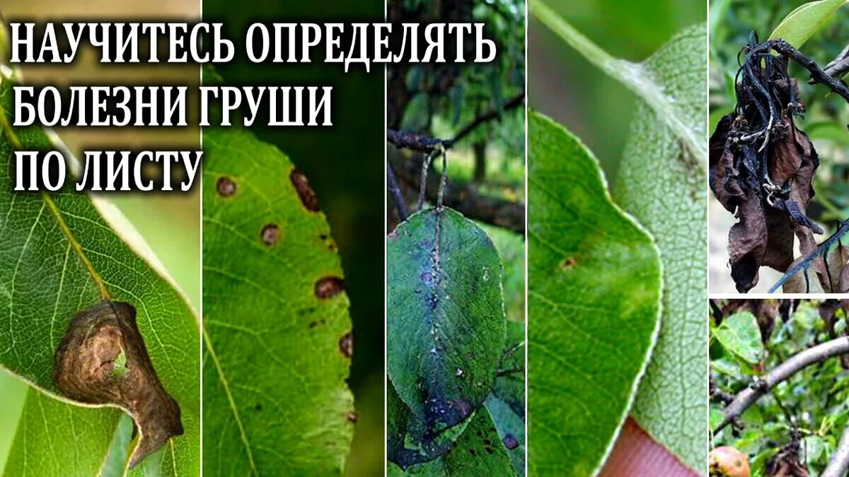 Парша на груше фото листьев Определяем грибковые заболевания груши по листьям Любимая усадьба Дзен