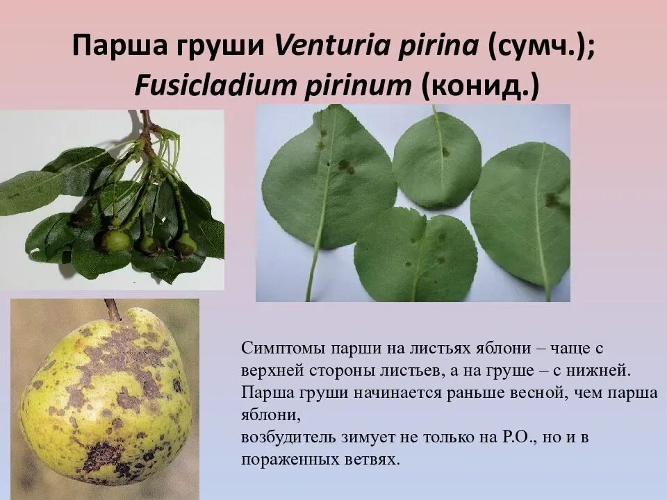 Парша на груше фото описание и лечение Парша на груше фото описание и лечение фото - Arhids.ru