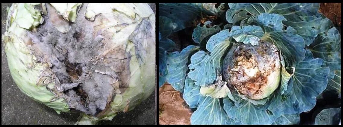 Парша на капусте фото Болезни и вредители капусты: чем обработать, чтобы избавиться с помощью химическ