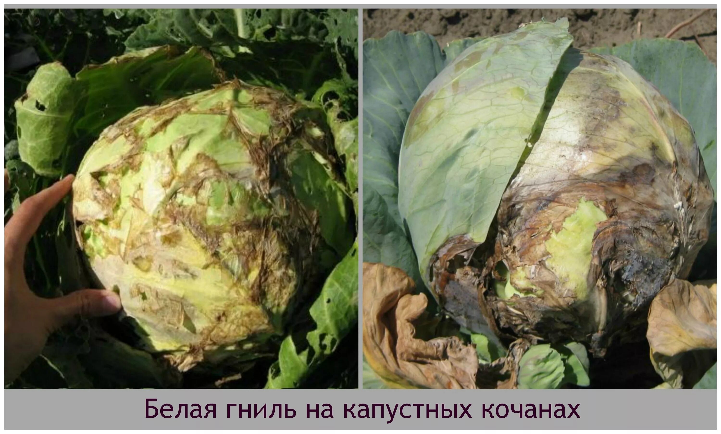 Парша на капусте фото Болезни капусты белокочанной в открытом грунте: найдено 90 изображений