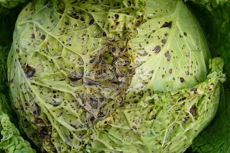 Парша на капусте фото Tips to Deal with Mosaic Virus in Cabbages Gardener’s Path