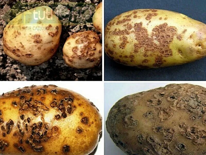 Парша на картофеле фото tutAGRO - Вредители и болезни в огороде. Сайт для садоводов и огородников