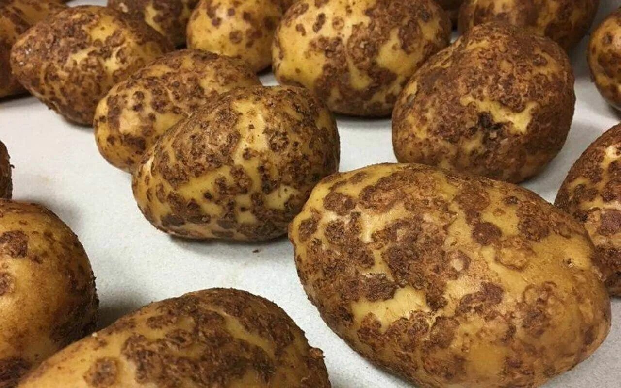 Парша на картофеле фото Причины парши картофеля и лучшая покровная культура для профилактики