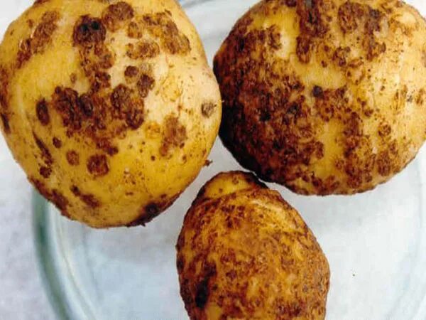 Парша на картофеле фото Чунский район