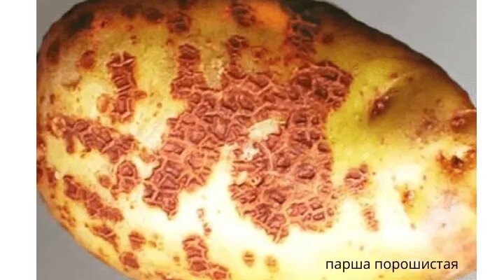 Парша на картофеле фото Парша на картошке. Как избавиться от парши разными способами? Можно ли есть карт