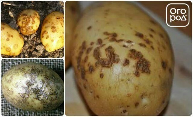 Парша на картофеле фото причины Почему плохо хранится картофель зимой - самые распространенные болезни клубней? 