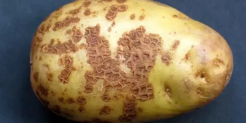 Парша на картофеле фото причины Что такое парша картофеля, как бороться с болезнью растения
