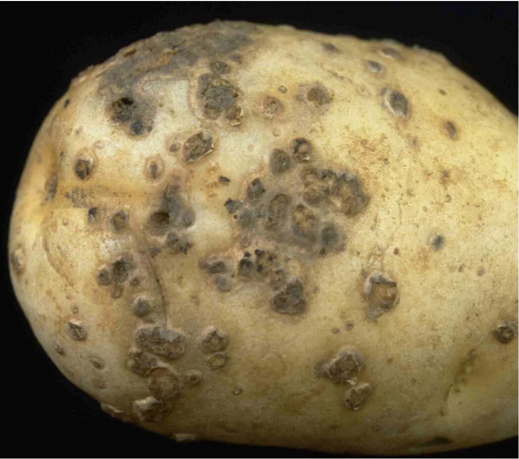 Парша на картошке фото Potatoes Archives - Maine Agricultural and Forest Experiment Station - Universit