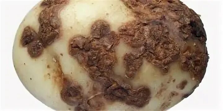 Парша на картошке фото Давление отбора - Новости картофеля
