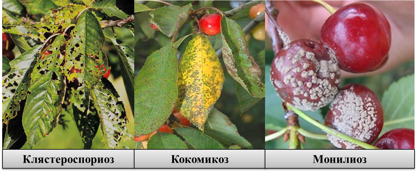 Парша на вишне фото описание и лечение Обработка косточковых культур (вишня, слива, алыча, абрикос) от болезней и вреди