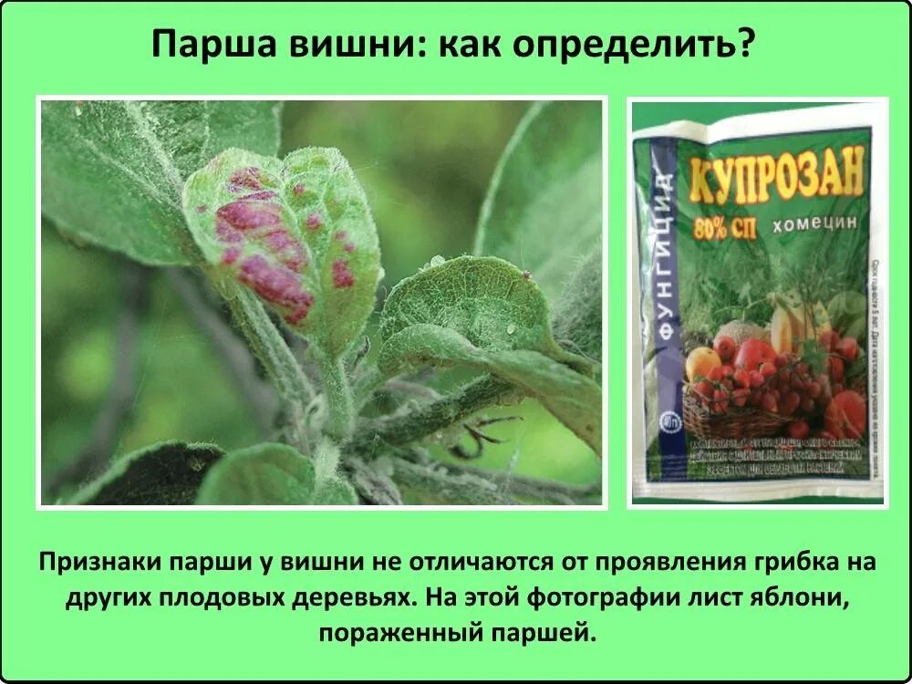 Парша на вишне фото описание и лечение Картинки БОЛЕЗНИ ВОЙЛОЧНОЙ ВИШНИ ОПИСАНИЕ С ФОТОГРАФИЯМИ