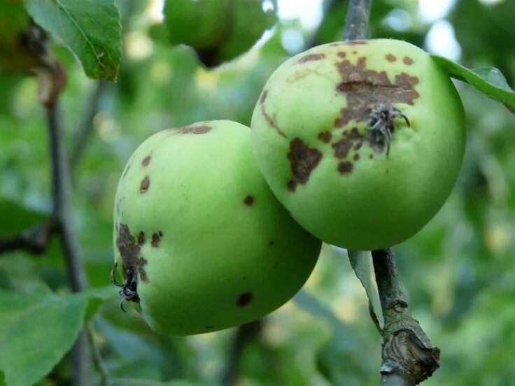 Парша на яблоках фото описание Как победить паршу на яблоне? Garden, Fruit, Apple