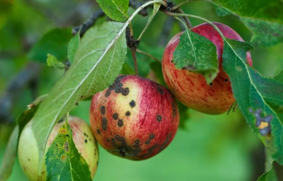 Парша на яблоках фото описание US regulation misses some GM crops Nature