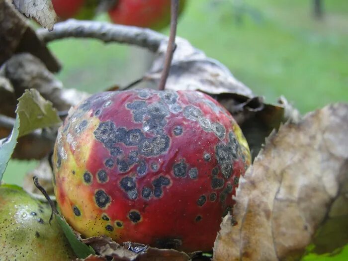 Парша на яблоне фото Apple with scap IMAGE EurekAlert! Science News Releases