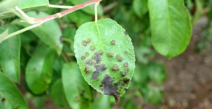 Парша на яблоне фото Rapănul mărului: boala care urâțește merele și le răpește gustul Plant leaves, P