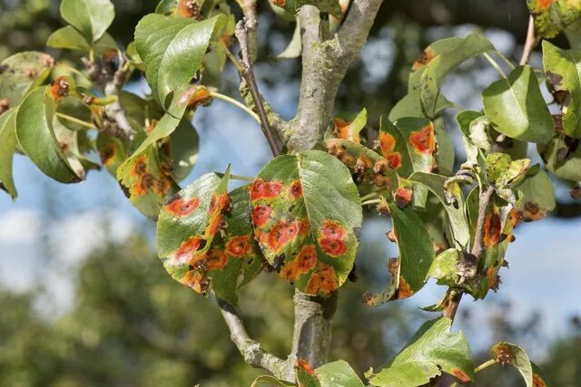 Парша на яблоне фото описание и лечение Puccinia Life Cycle ehow