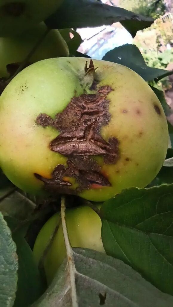 Парша на яблоне фото описание и лечение Парша на яблоне: как бороться летом, весной, осенью