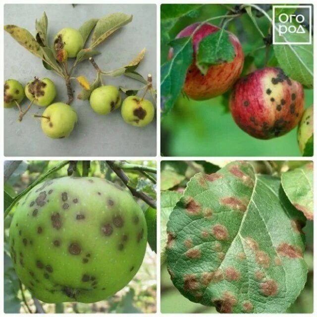 Парша на яблоне фото описание и лечение Сад Fruit, Tomato, Apple